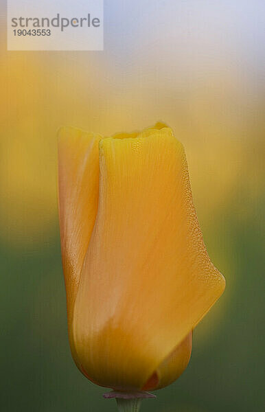 Morgenmohn