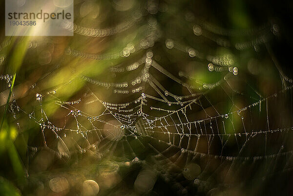 Spinnennetz mit Tautropfen bei Sonnenaufgang