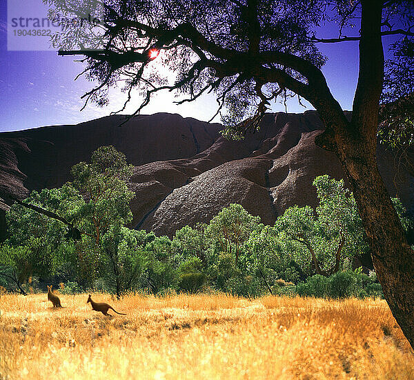 Kängurus am Ayers Rock