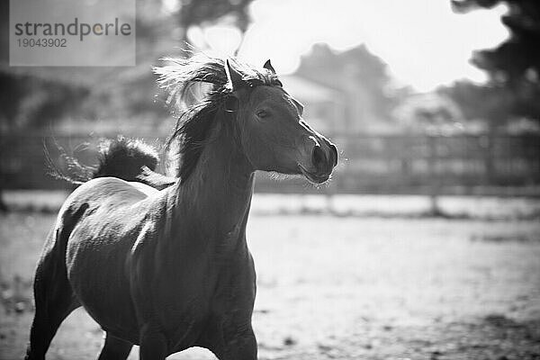 Laufendes Pferd.