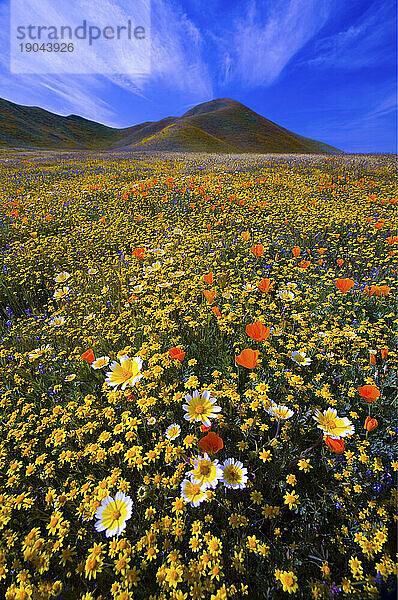 Frühlingswildblumen im Carrizo Plains National Monument in Zentralkalifornien im März 2010.