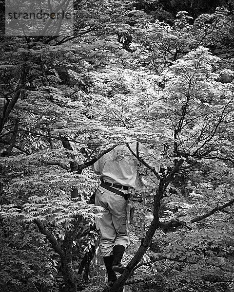 Rückansicht eines japanischen Gärtners  der in einem Ahornbaum steht.