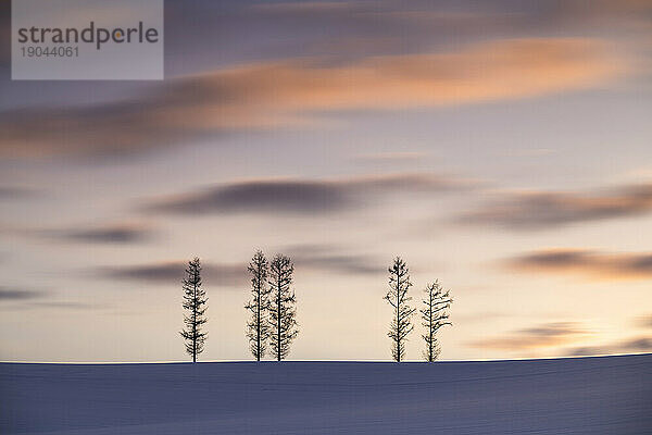 Bäume im Schnee bei Mild Seven Hills während eines dramatischen Sonnenuntergangs  Biei  Hokkaido  Japan