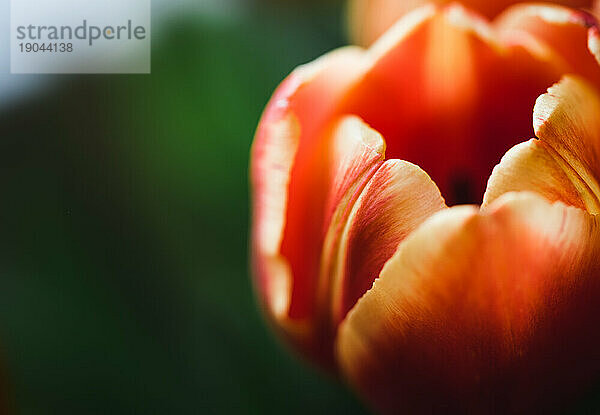 Nahaufnahme der leuchtend orangefarbenen Blütenblätter einer Tulpenblüte.