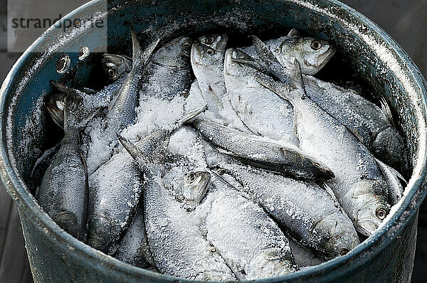 Köderfische in einem Fass warten darauf  in Hummerfallen geladen zu werden  Casco Bay  Maine.