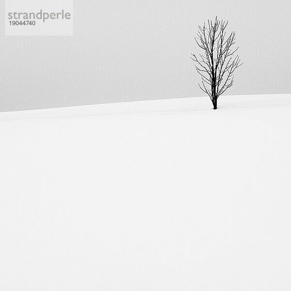 Einsamer Baum in einem Schneefeld  Biei  Hokkaido  Japan