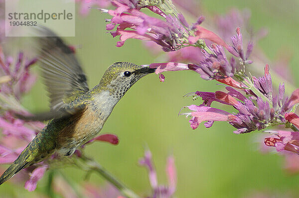 Weiblicher Breitschwanzkolibri (Selasphorus platycercus)