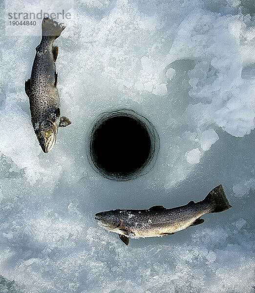 Zwei frische Forellen lagen neben dem Eisangelloch in Maine.