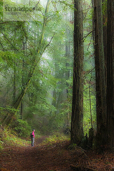 Ein einsamer Wanderer im Riverfront Regional Park inmitten der hohen Redwood-Bäume