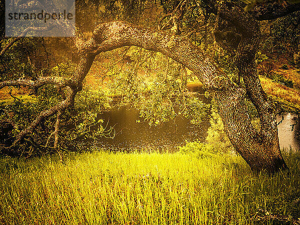 Ein Teich im Henry W. Coe State Park.