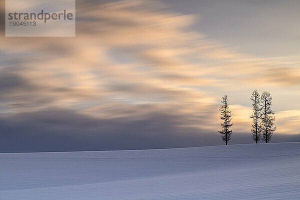 Bäume im Schnee bei Mild Seven Hills während eines dramatischen Sonnenuntergangs  Biei  Hokkaido  Japan