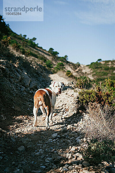 Braune und weiße amerikanische Bulldogge blickt in den Bergen in die Kamera