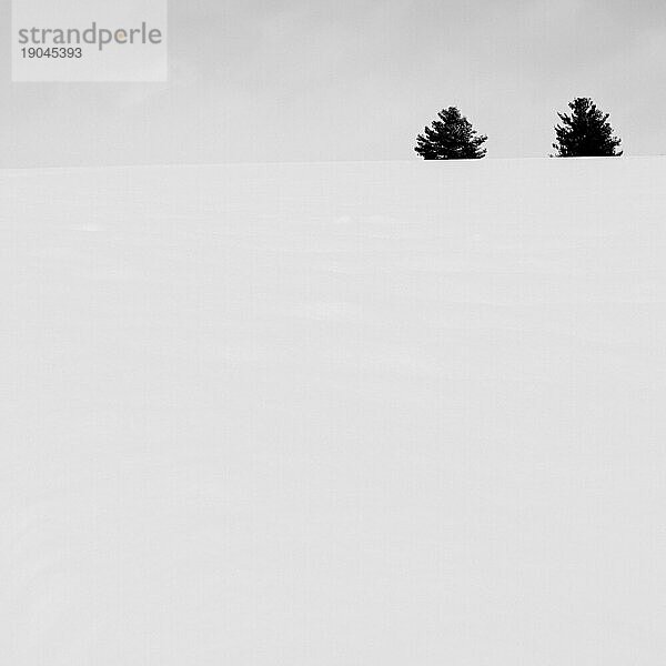 Bäume im Schnee  Biei  Hokkaido  Japan