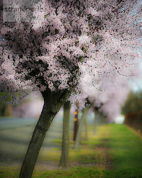 Pflaumenbaumblüten.