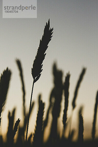 Eine detaillierte Silhouette eines Grasstücks bei Sonnenuntergang in der Nähe von Missoula.