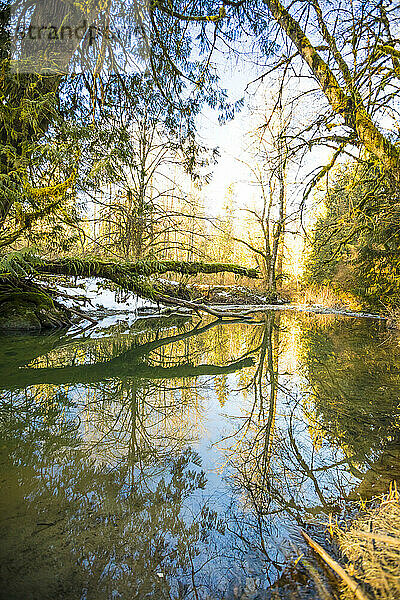 Reifer Wald spiegelt sich in einem ruhigen Fluss wider