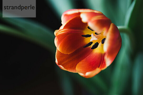 Nahaufnahme einer orangefarbenen Tulpenblume mit grünem Hintergrund.