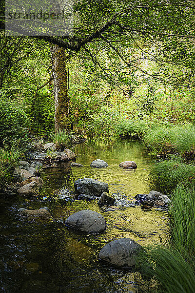 Quellgebiet des Santa Rosa Creek  Santa Rosa  Kalifornien  USA