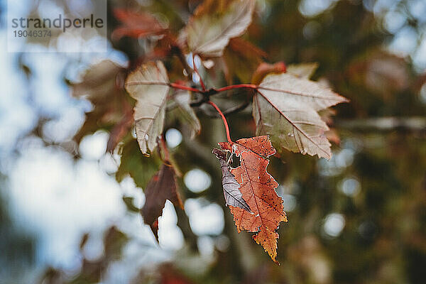 Orangefarbenes Blatt am Herbstbaum in Neuengland