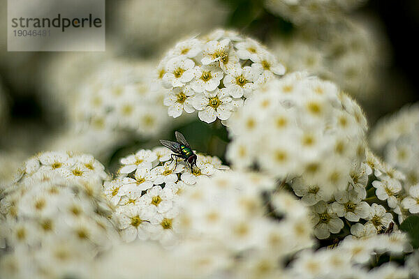 Eine Fliege in den weißen Blumen