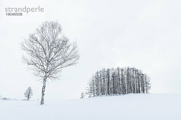 Bäume im Schnee am Mild Seven Hill  Biei  Hokkaido  Japan