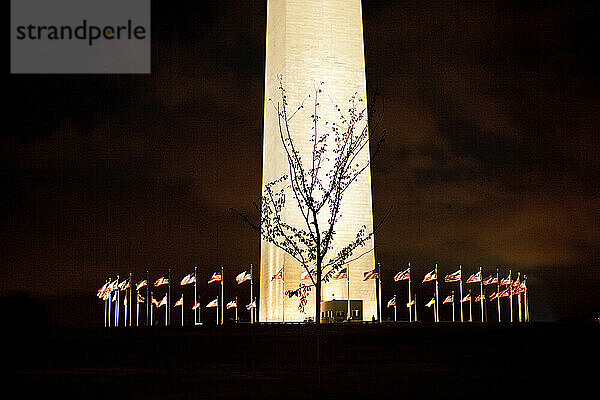 Die Silhouette eines Baumes vor dem Washington Monument.