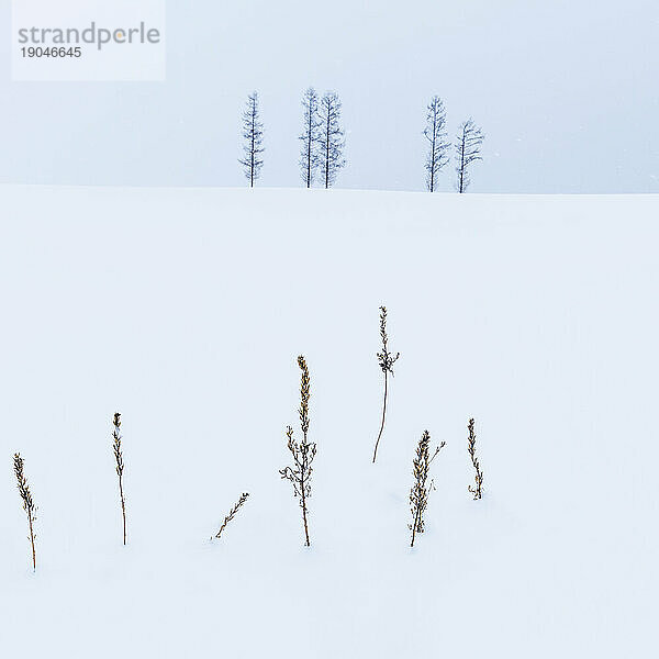 Bäume im Schnee bei Mild Seven Hills  Biei  Hokkaido  Japan