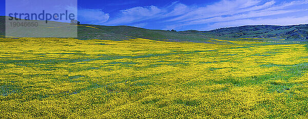 Feld mit Frühlingswildblumen im Carrizo Plain National Monument in Zentralkalifornien; März 2010.