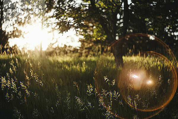 Sommersonnenuntergang durch Bäume  die eine grasbewachsene Präriewiese im Mittleren Westen säumen