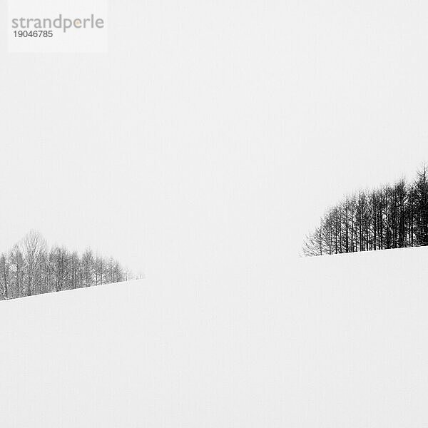 Wald im Schnee  Biei  Hokkaido  Japan