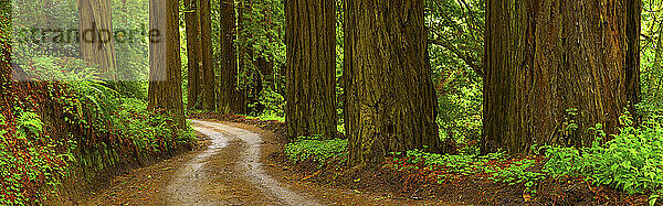 Kurvenreiche Straße gesäumt von Mammutbäumen im Big Sur State Park entlang der kalifornischen Küste  Mai 2010.