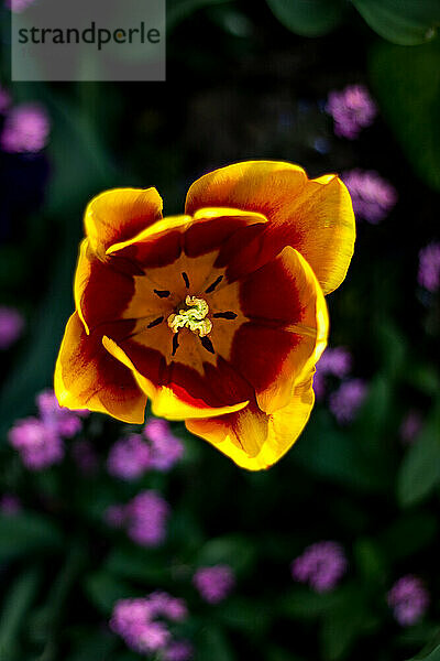 schöne Tulpe