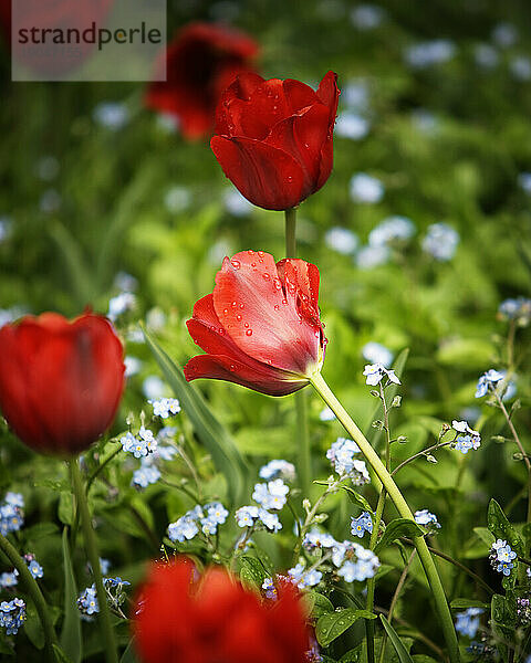 Rote Tulpen.