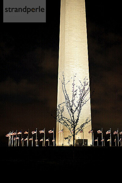 Die Silhouette eines Baumes vor dem Washington Monument.