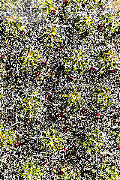 Draufsicht  Nahaufnahme  Detail der Kaktusstacheln und -blumen.
