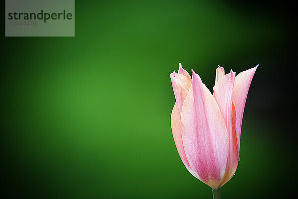 Rosa Tulpe.