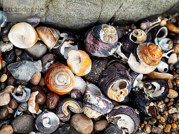 Nahaufnahme von verschiedenfarbigen Muscheln