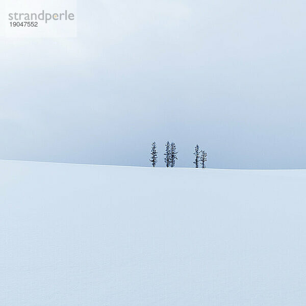 Bäume im Schnee bei Mild Seven Hills  Biei  Hokkaido  Japan