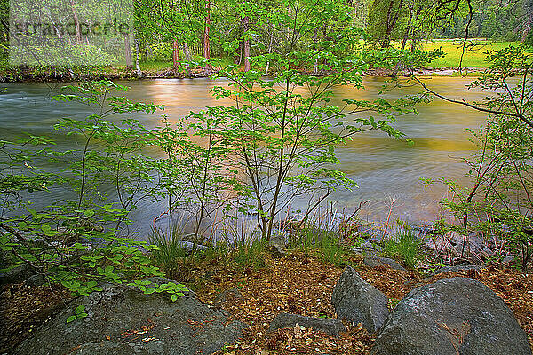 Blühende grüne Hartriegel entlang des Merced River im Yosemite-Nationalpark  Kalifornien; Mai 2010.