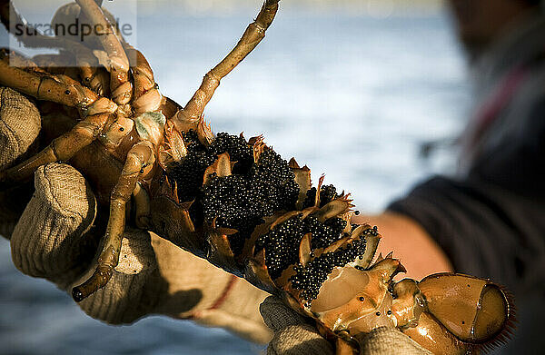 Hummer und Eier  Casco Bay  Maine.