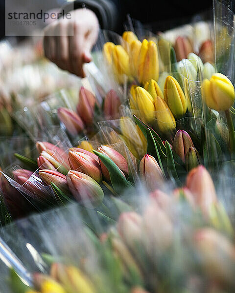 Eine Hand im Hintergrund greift nach einem frischen Bündel bunter Tulpen.