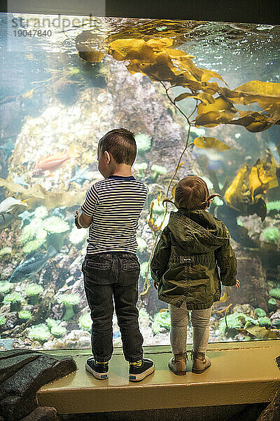 Zwei Kinder betrachten das Meeresleben in einem Aquarium.
