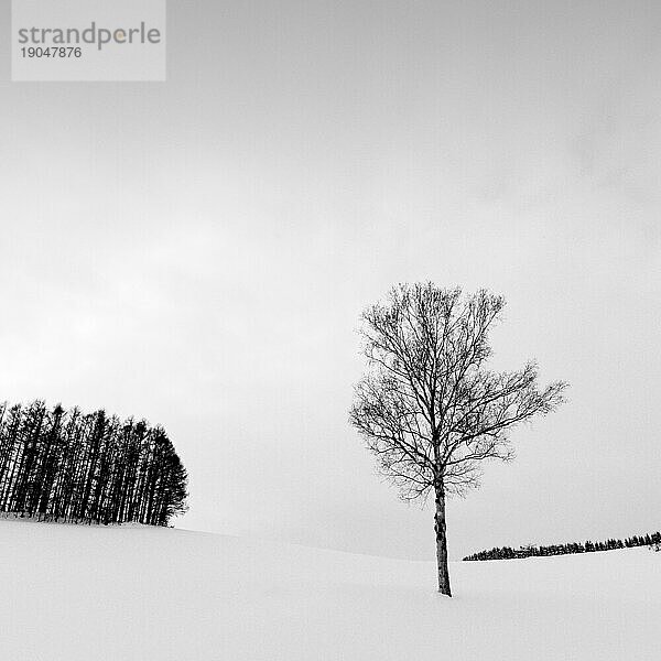 Bäume im Schnee am Mild Seven Hill  Biei  Hokkaido  Japan