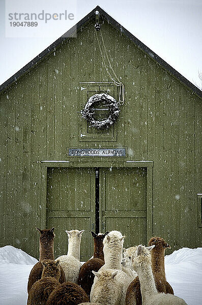 Alpakas gehen bei Schneefall in Richtung Scheune  Maine  Neuengland.