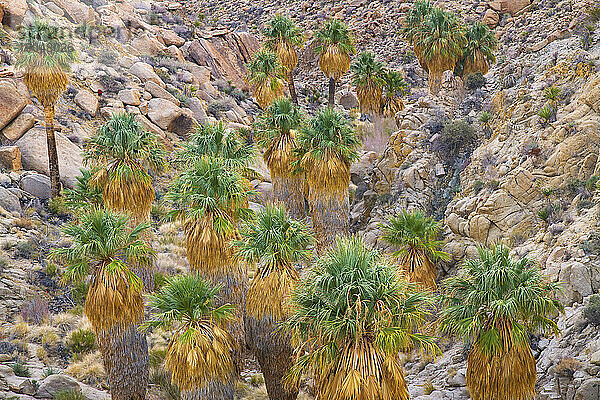 Wüstenoase mit Palmen tief im Joshua Tree National Park in Südkalifornien  USA; März 2010.