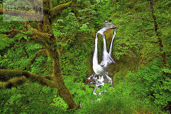 Triple Falls im Columbia River Gorge National Recreation Area an der Grenze zwischen Oregon und Washington  Sommer 2008.