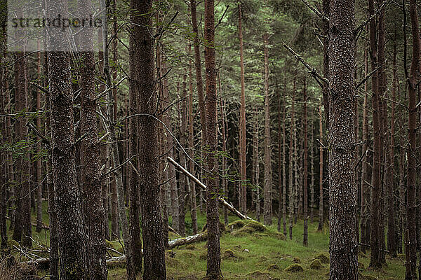 Lebendiger Kiefernwald in Schottland