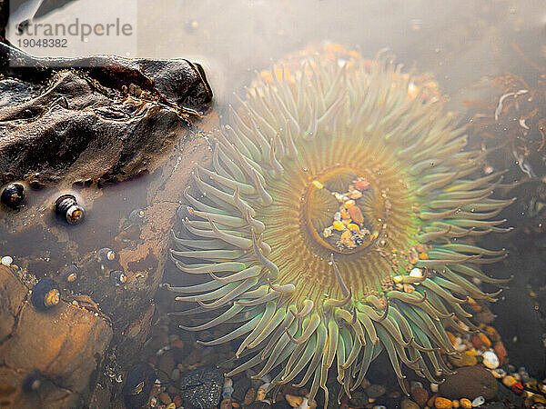 Seeanemone unter Wasser im Gezeitenbecken