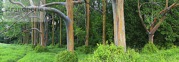 Bemalte Rinden-Eukalyptusbäume auf Maui in Hawaii.