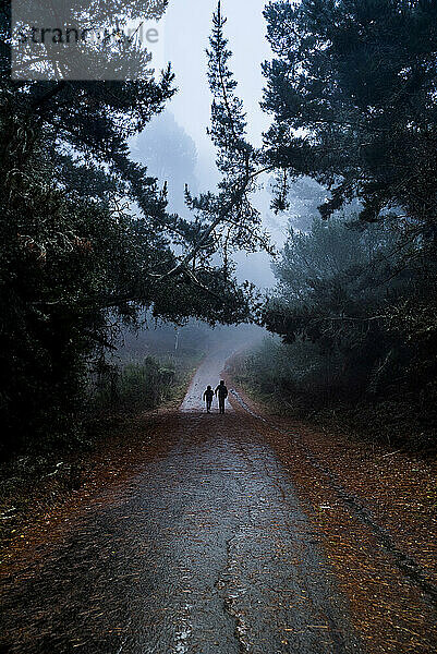 Silhouetten von zwei Menschen  die einen Waldweg hinuntergehen